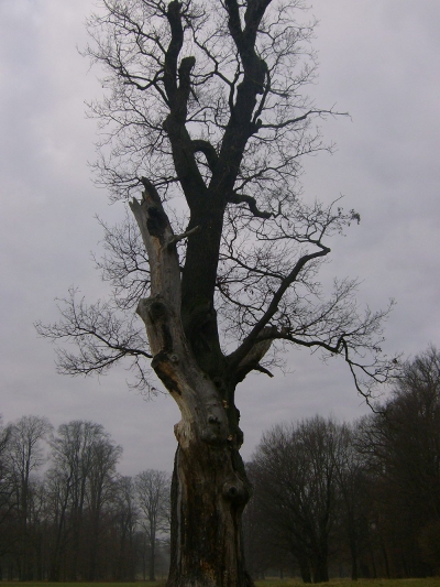 Farbfoto: Ein alter Baum in dem von Fürst Hermann Ludwig Heinrich von Pückler-Muskau angelegten Park in Bad Muskau im November des Jahres 2011. Fotograf: Ralph Ivert.