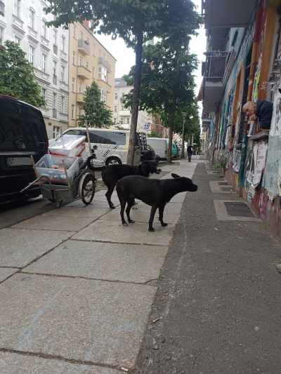 In Friedrichshain im Jahre 2025. Farbfoto: Ralf Splettsößer.