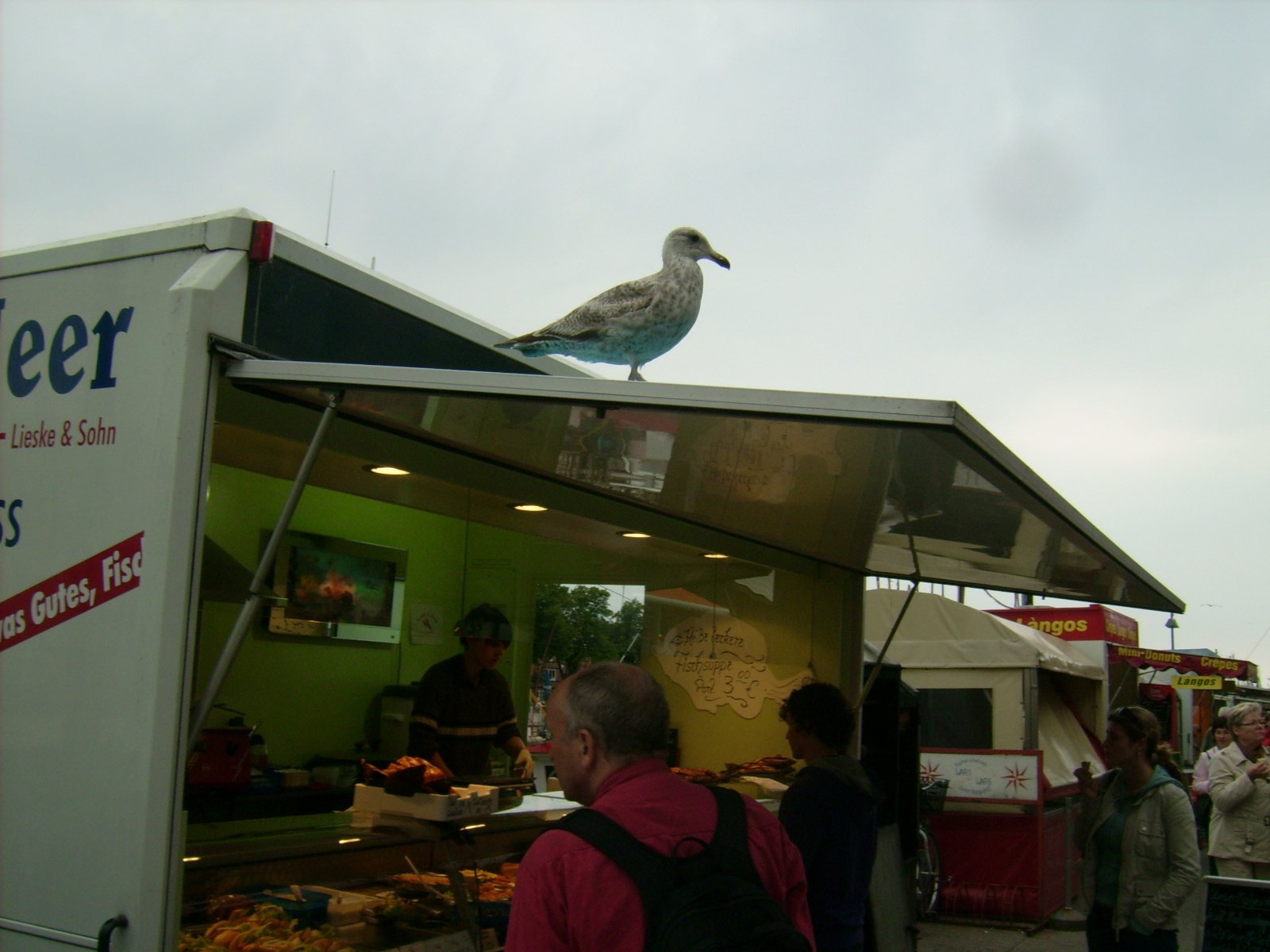 Farbfoto: Erwin Thomasius beim Betrachten von Fischbrötchen unter einer Möwe in Warnemünde im Jahre 2009. Fotograf: Bernd Paepcke.