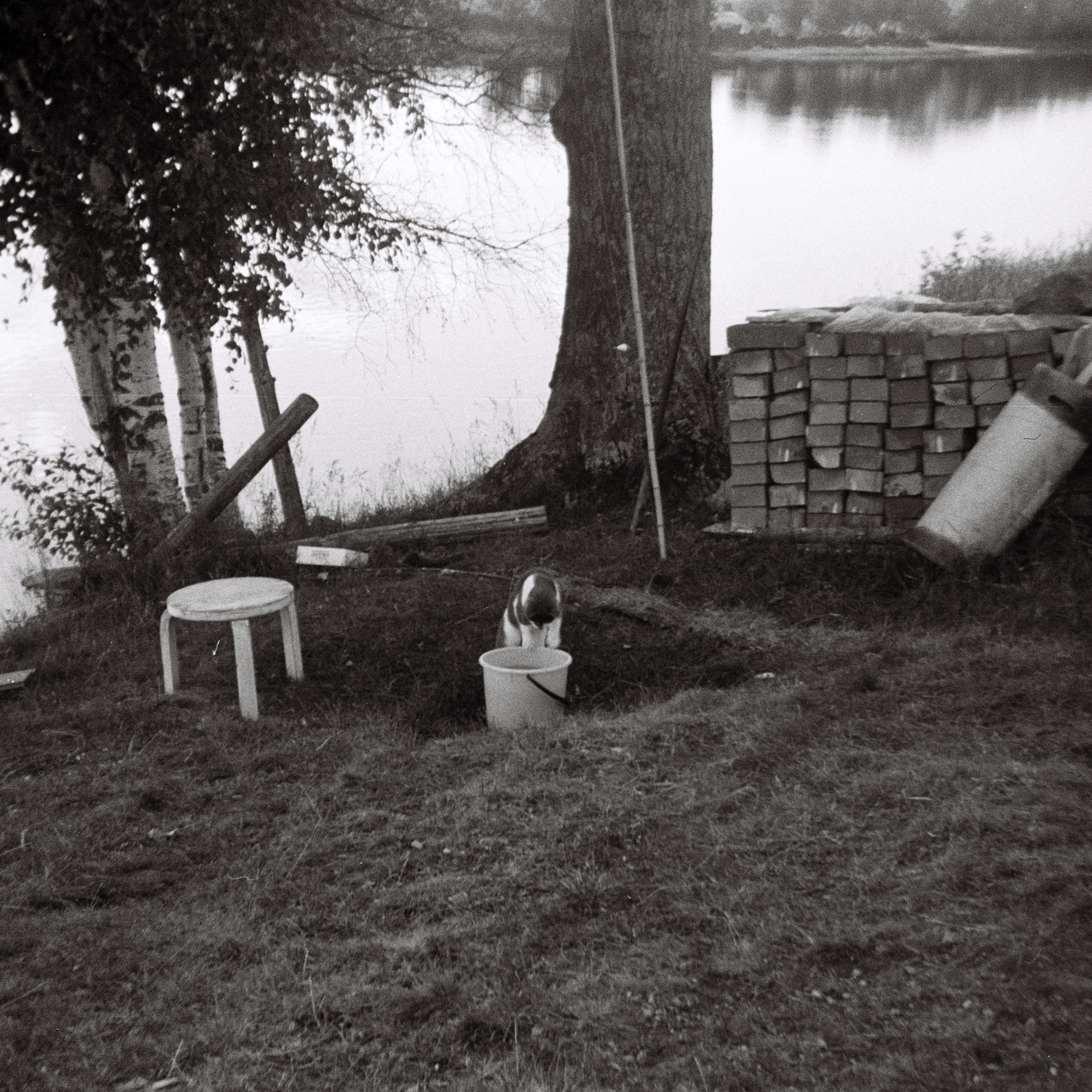 Eine Katze auf einer Insel in dem Fluss Oulu-Joki in Finnland frisst im Oulu-Joki gefangene Fische. Foto: Erwin Thomasius. 1967.