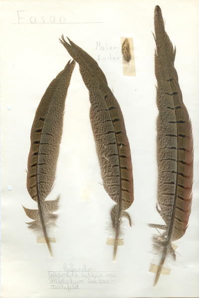 Eingescannt in Farbe: Federn von Fasanen aus der Feldmark östlich von Hildesheim bei Sauteichsfeld aus dem Jahre 1969.