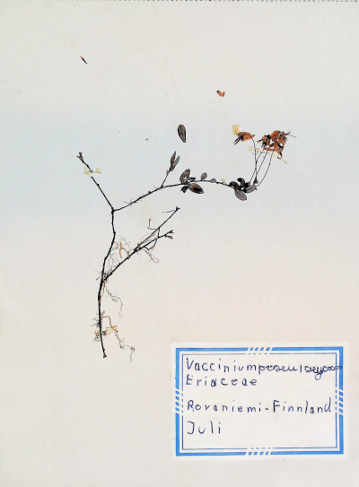 In Finnland nördlich von Rovaniemi gefundene und anschließend gepresste und getrocknete Gewöhnliche Moosbeere in meinem Herbarium aus dem Jahre 1966. Erwin Thomasius.