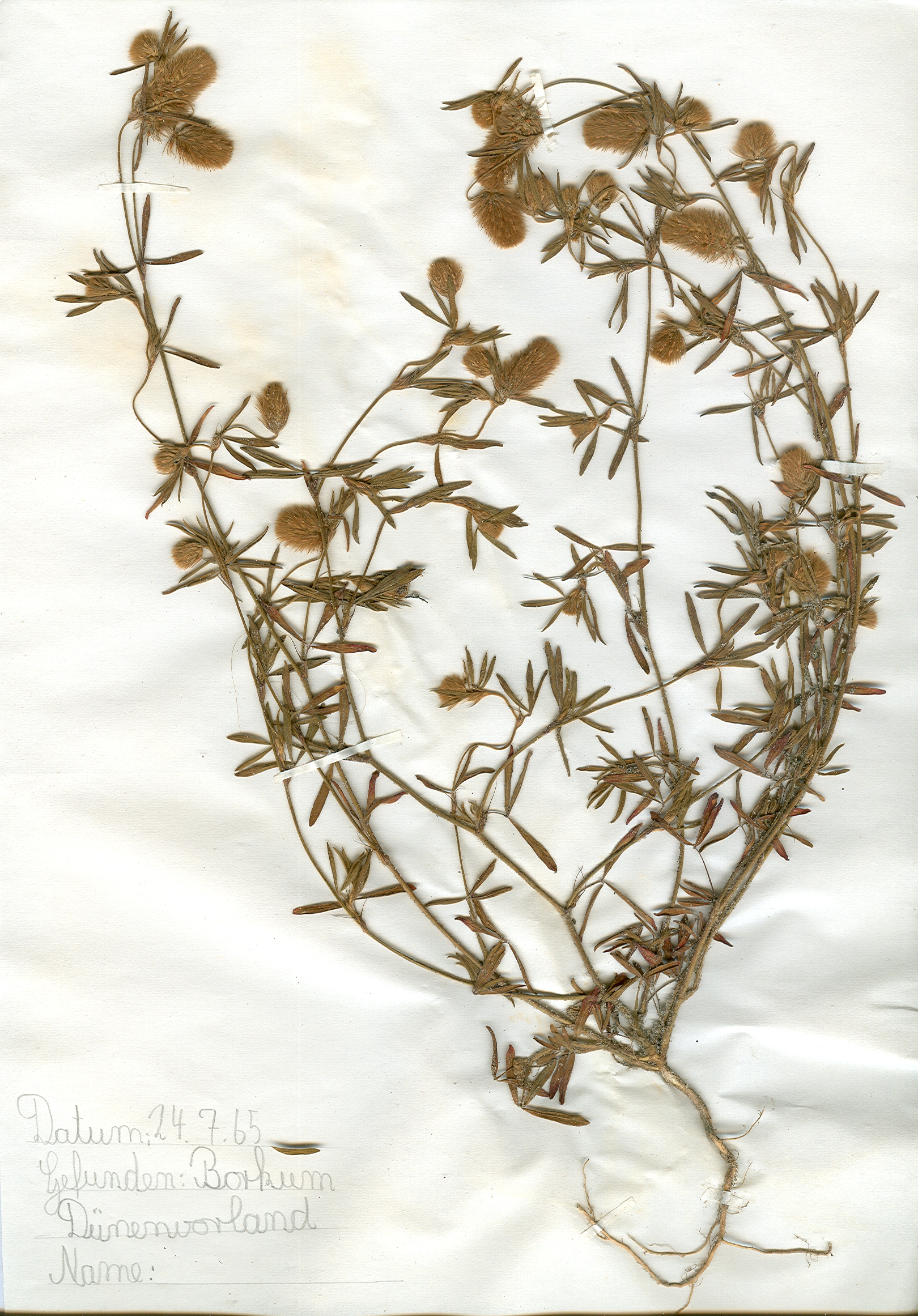 Auf Borkum im Dünenvorland gefundene und anschließend gepresste und getrocknete Pflanze in meinem Herbarium aus dem Jahre 1965. Erwin Thomasius.