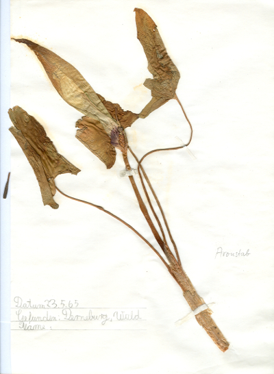 Bei Derneburg im Wald gefundener und anschließend gepresster und getrockneter Aronstab in meinem Herbarium aus dem Jahre 1965. Erwin Thomasius.