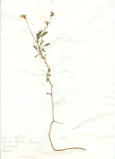 Auf Borkum im Dünenvorland gefundene und anschließend gepresste und getrocknete Pflanze in meinem Herbarium aus dem Jahre 1965. Erwin Thomasius.