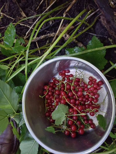 Von Ralf Splettstößer in der Natur selbst gesammelte Rote Johannisbeeren. Sommer 2024. Farbfoto: Ralf Splettstößer.